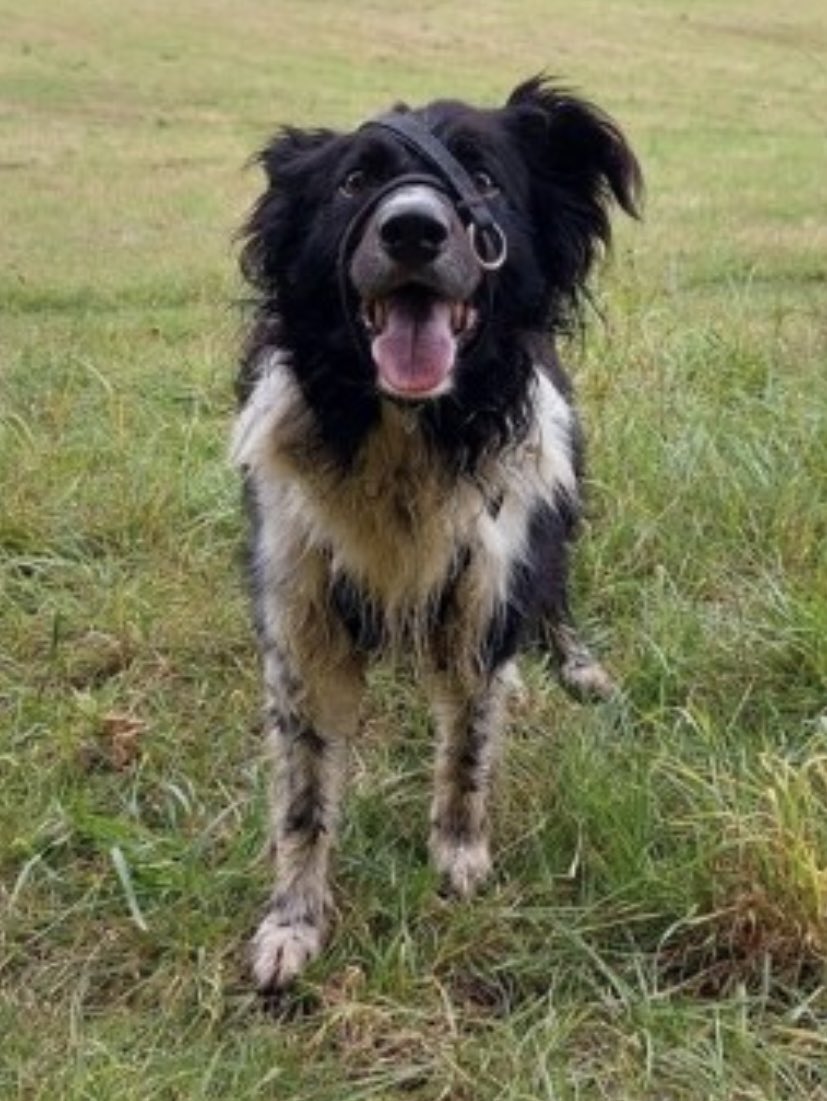 colliesontherun's tweet photo. NALAS missing Ashworth Valley, #Rochdale #OL11 NORTH WEST 28/8/22
Female/adult #BorderCollie Blk&wh
CHIPPED / SPAYED
MISSING SINCE 11am
https://t.co/qywLRD3HZC
@CorynRDR @RochdaleHerald @AshworthGolf @bs2510 @KBeanbag @BCTGB @TheBCollieSpot @karensarah66 @VetsGetScanning https://t.co/Pn8UVEMR66