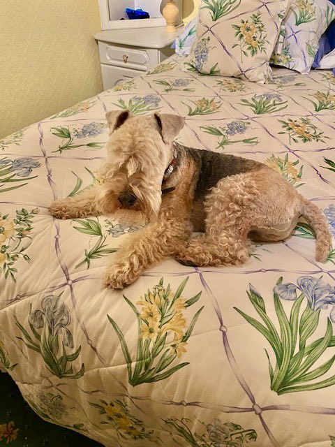 bertie_lakeland's tweet photo. It’s bed time here good night everyone good night world ❤️❤️ https://t.co/e7EcMtf1Wl