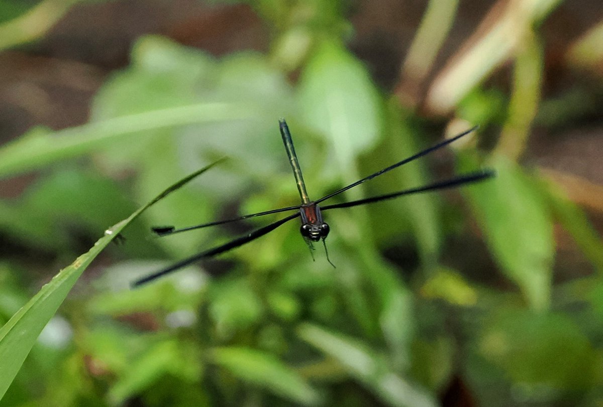 chrome600's tweet photo. 野鳥撮影に行ったのですが見つからないのでトンボ撮影。
#ハグロトンボ
#om1
#300f4pro https://t.co/N8RYeWqXPg