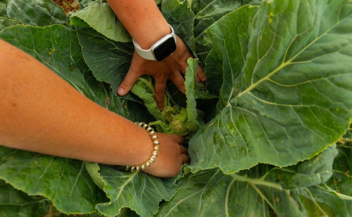 AgBiTechAU's tweet photo. Check out how tiny this developing #cauliflower is! You can just make out the head underneath all those protective leaves 🥬

📸 @velishafarms

#AgBiTech #groundshare #Werribee https://t.co/w3fyPJDKRk