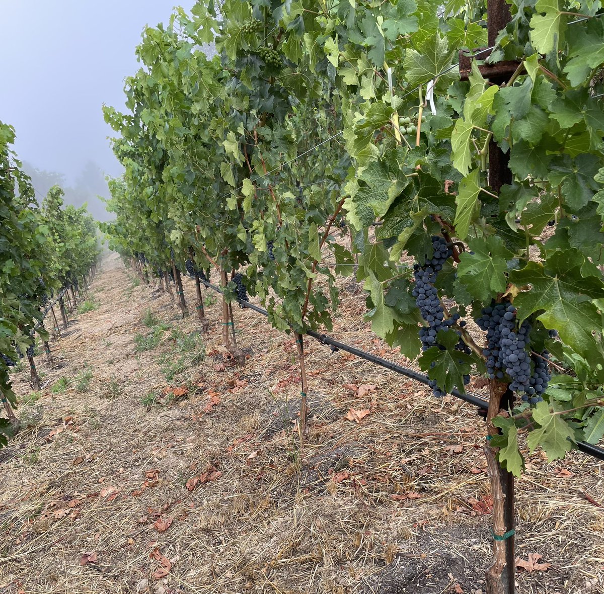 Cool foggy mornings give way to sunny warm days allowing the fruit to continue to ripen. #NapaValley #HowellMountain #Cabernet