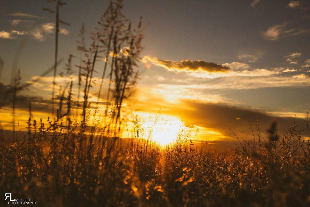 ronlphotos's tweet photo. Tried  landscape photography last night and not gonna lie I kinda dig it. 
#wildlifephotography #wildcolorado #openplains #oldwest #greatplainsconservation #praire #coloradosunset #colorado https://t.co/27yXVznX7J