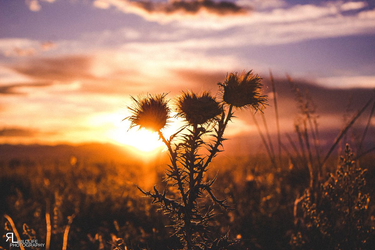ronlphotos's tweet photo. Tried  landscape photography last night and not gonna lie I kinda dig it. 
#wildlifephotography #wildcolorado #openplains #oldwest #greatplainsconservation #praire #coloradosunset #colorado https://t.co/27yXVznX7J