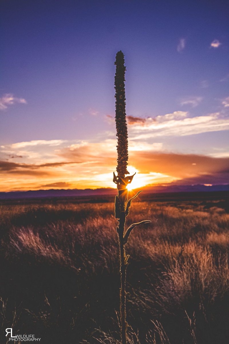 ronlphotos's tweet photo. Tried  landscape photography last night and not gonna lie I kinda dig it. 
#wildlifephotography #wildcolorado #openplains #oldwest #greatplainsconservation #praire #coloradosunset #colorado https://t.co/27yXVznX7J