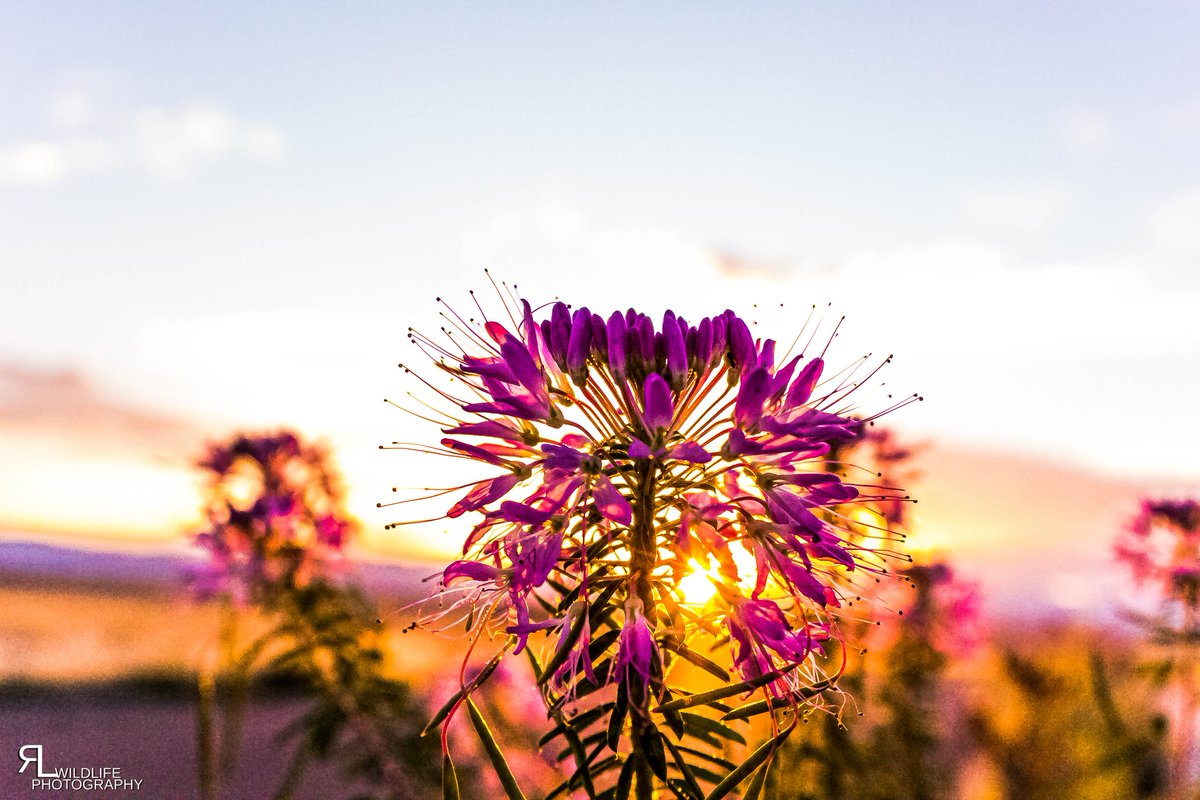 ronlphotos's tweet photo. Tried  landscape photography last night and not gonna lie I kinda dig it. 
#wildlifephotography #wildcolorado #openplains #oldwest #greatplainsconservation #praire #coloradosunset #colorado https://t.co/27yXVznX7J