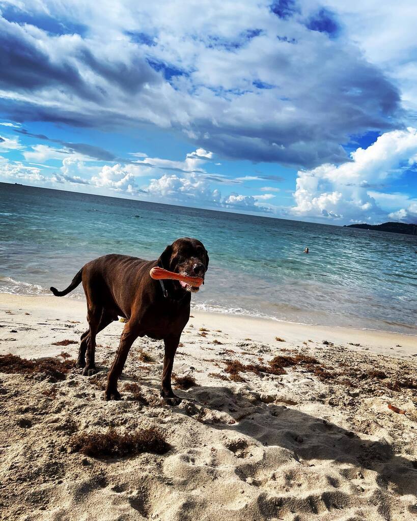 Happy birthday to this big guy - Banksy has been with me for the past 11 years and he’s still going strong ❤️#dogsofinstagram #banksythedog #grandanse #grandansebeach #grenada #beach #seandsky #birthday #birthdaydog instagr.am/p/Ch0b6O0r3Sh/