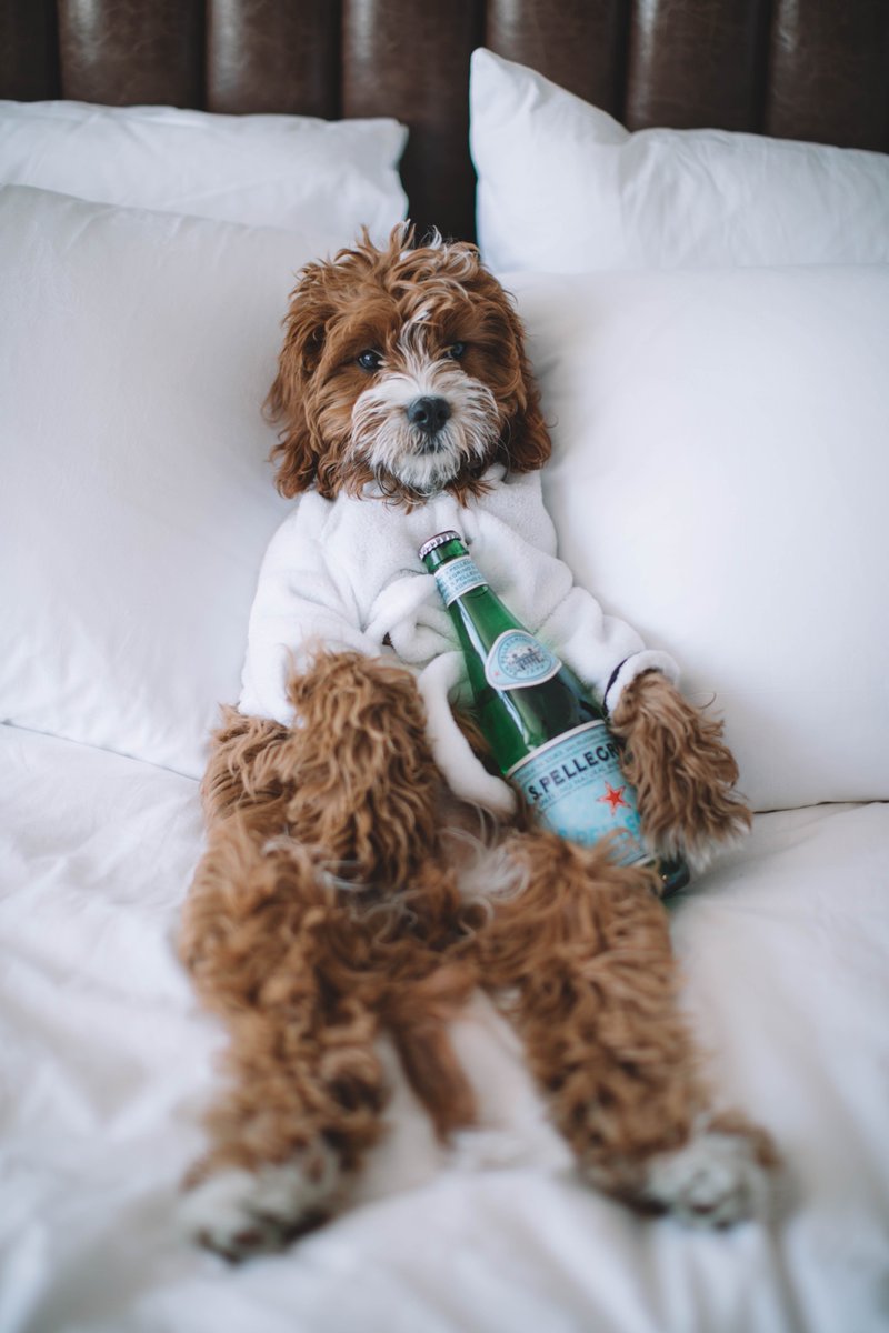 GrandioT's tweet photo. WARNING….going to sleep Sunday will cause Monday!!! #sundayfunday #sundayfun #sundayfeels #sundayfeeling #funnydog #funnydogs  #funnydogmemes #funnydogmeme #sundayvibes m #crazysunday #funweekend #weekendvibes #SundayThoughts  #Memes  #dogsoftwitter https://t.co/WiflCElgZA https://t.co/p3gb6t5yJP