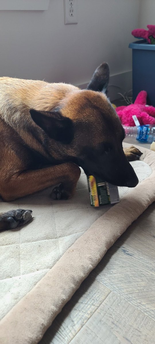 MalinoisThe's tweet photo. @riridiamond7912 @RayAllenK9 @habdevoogd @gaia Yes I am.
Yep I stole a box of 9mm rounds https://t.co/R3SqJu4R6r