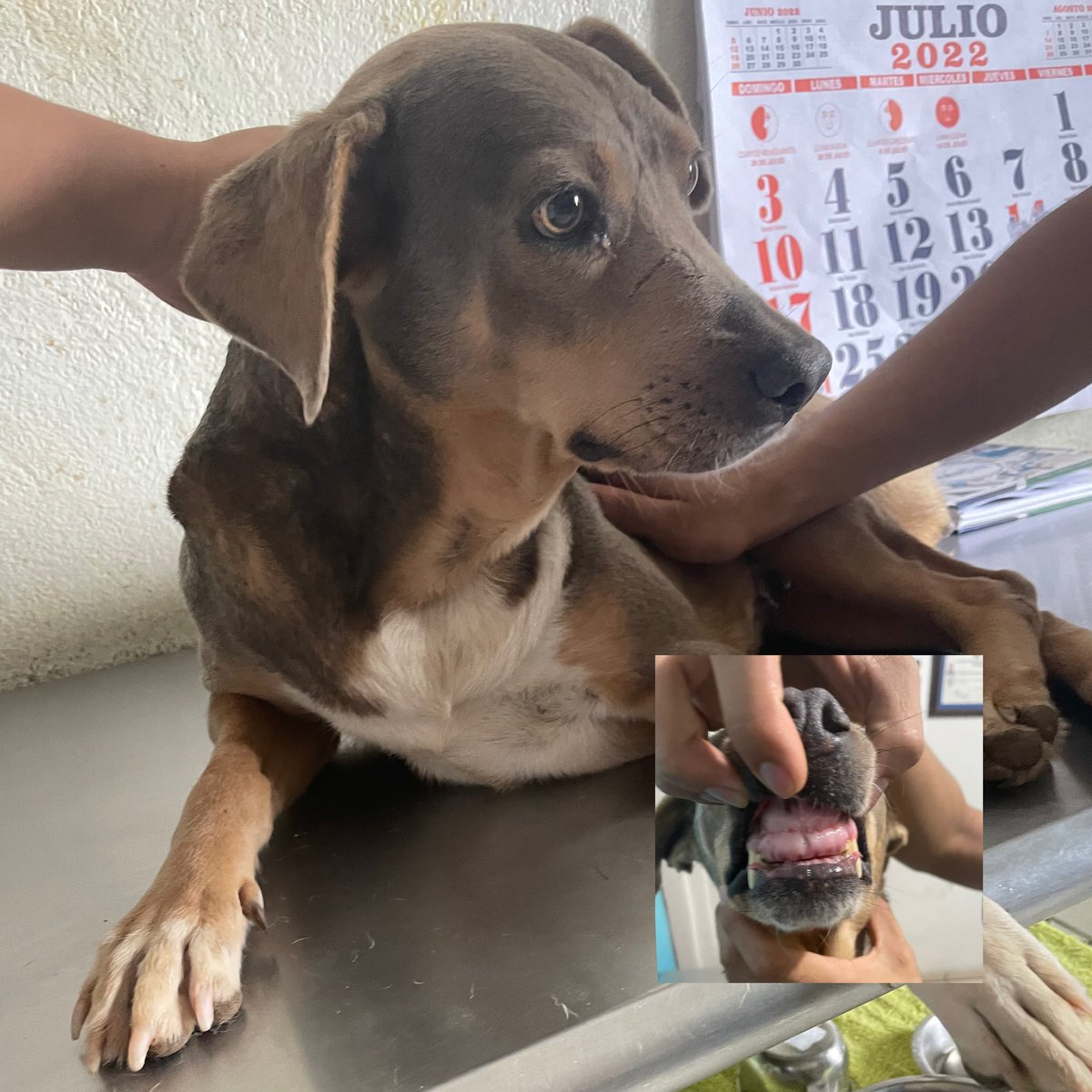 Corvera_Roxy's tweet photo. #FavorCompartir 🙏🏻
Luego de sufrir maltrato y quedar hasta sin dientes, está cachorrita se rescató y ahora busca un hogar que quiera ADOPTARLA❤️.
Teléfono de contacto: 6016-7740 https://t.co/fk2FHOrPub