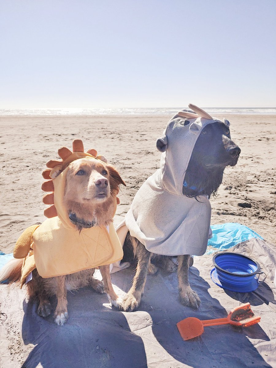 Elleon_Sound's tweet photo. Getting dried off. #dogsoftwitter #Dogcation https://t.co/KzL14WEDvZ
