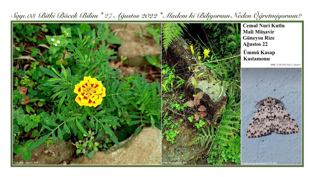 BitkiBocekBilim's tweet photo. BBB.27.08.2022.03.09
Cemal Nuri Kutlu
Güneysu Rize Bitkileri
Ümmü Kasap Kastamonu
#bitki #Biyoloji #Nebat #nature #Rize #Güneysu #Potamya Göndereceğiniz, Tarafınızdan Çekilmiş Flora Bitkileri ve Böcek Fotoğrafların Yer Verilecektir. #Flora #Fauna #Insect #Plant #Tabiat #Doğa https://t.co/8XqIVBH24h
