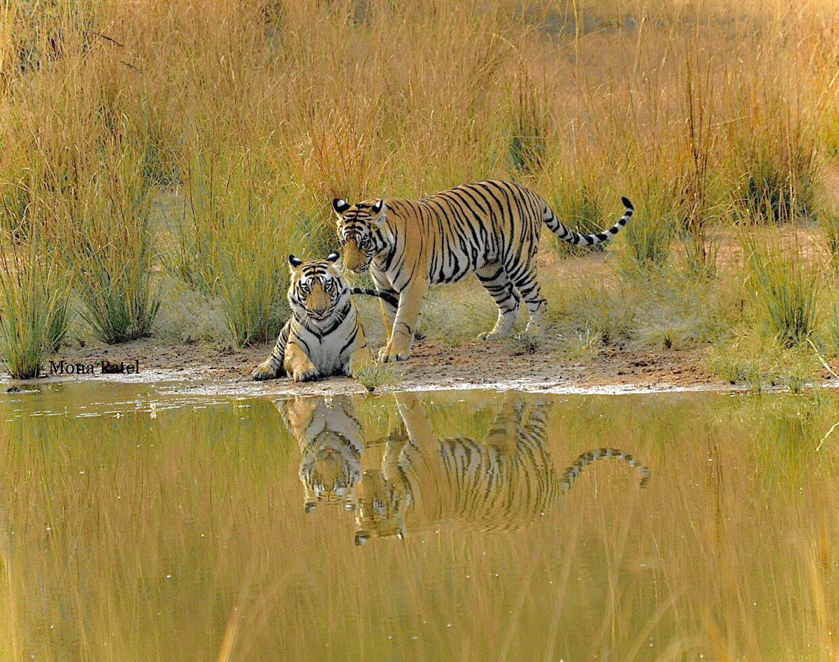 The Royals of Bandhavgarh National Park 🐅 One of the best places to witness the exotic and diverse speciecs of flora and fauna both 🌳

#DekhoApnaDesh #IncredibleIndia #BBCWildlifePOTD #ThePhotoHour #Bandhavghar 🐅 #natgeoindia