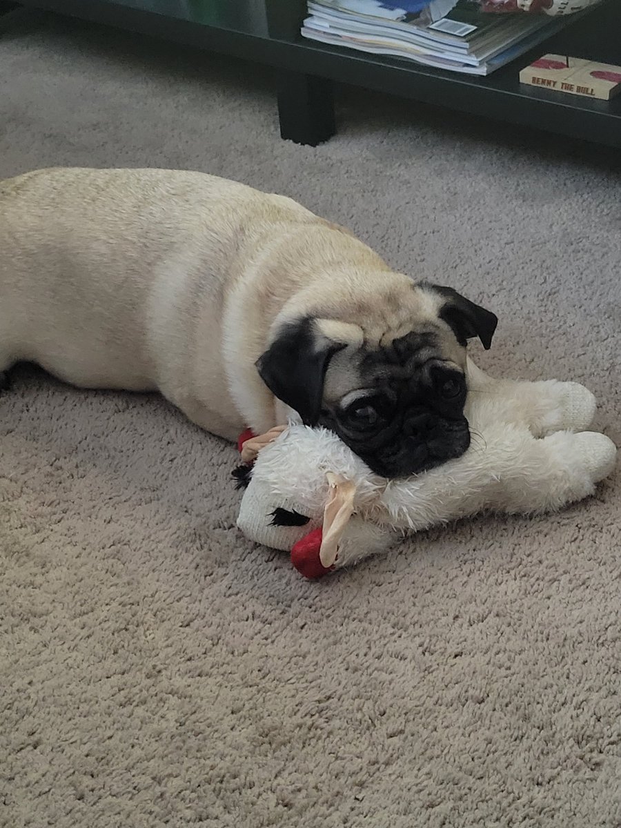 lazz0526's tweet photo. @itsdougthepug One of his many Chops https://t.co/VJww35ymz8