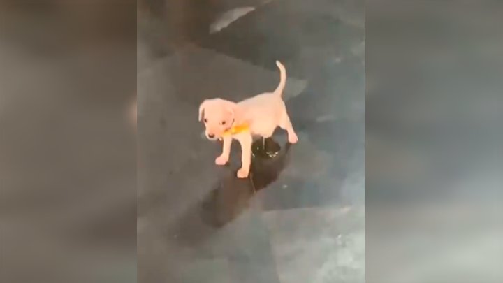 lhmylov's tweet image. El fandom después de escuchar a Louis diciendo harry