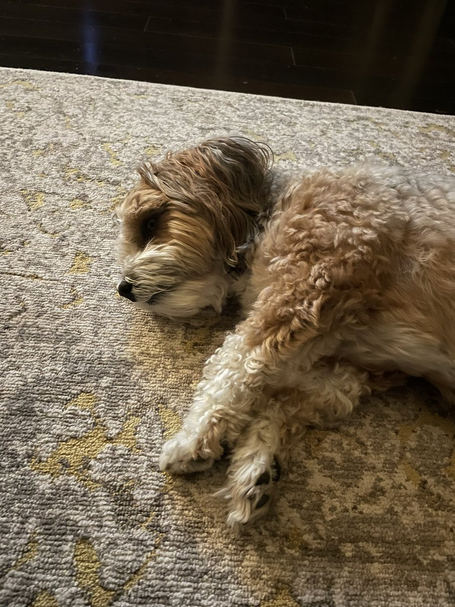 YstoneYstone's tweet photo. I have a new little buddy tonight while I’m away from my big buddy #littlelink 🐶#donttellchandler 🤫 https://t.co/ZrRt2yfsmA