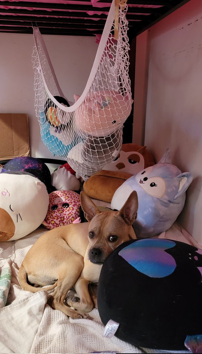 CathyVOBathy's tweet photo. Anybody else's kid have a problem with #squishmallows?
Reminder to self: it's just a phase.
It's just a phase...
#DailyDoseOfMoo ๐๐ถ๐ฅบ
#dogsoftwitter #Dogs #Doggos #Pupperoni #SquishmallowsSquad https://t.co/F8qFTNVssR