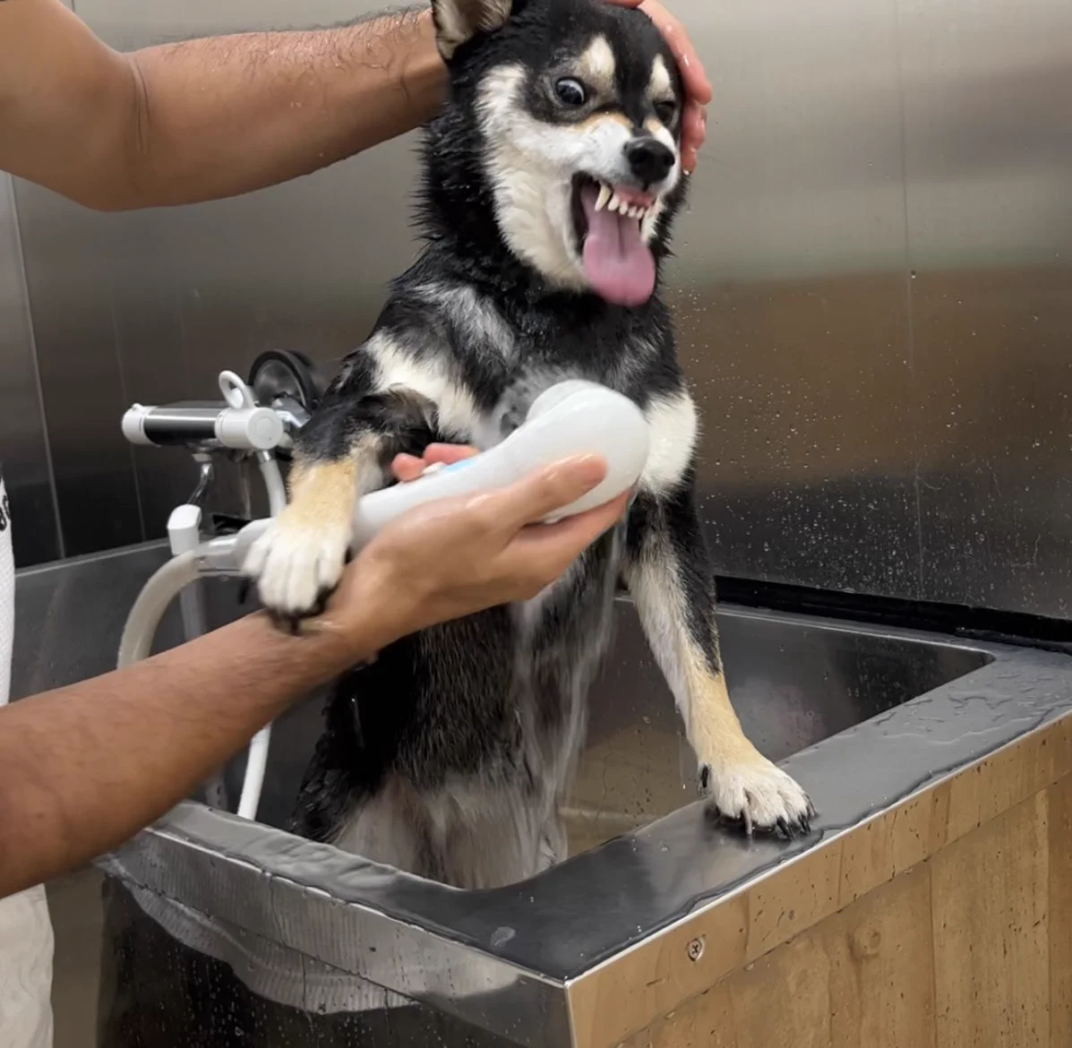 犬「クソがぁぁあ！」ｗｗシャンプー中の黒柴の顔が衝撃的すぎるｗｗ