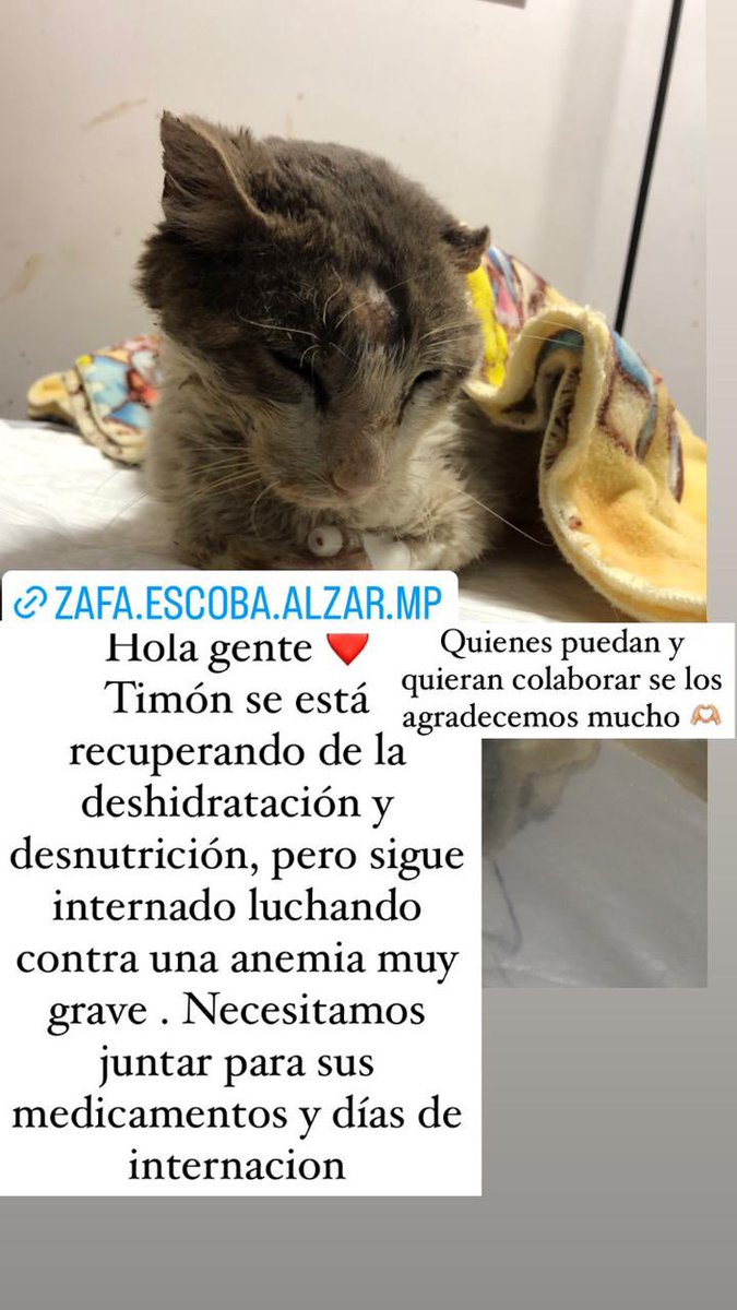 camila tweet media