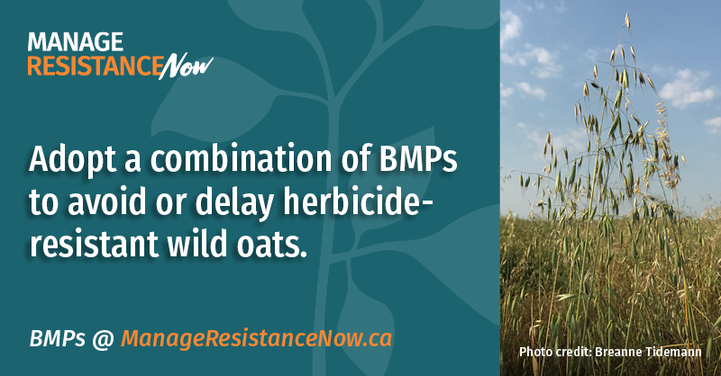protectyourland's tweet photo. A combination of cultural, mechanical, biological and chemical control measures is essential to avoid or delay herbicide #ResistantWeeds like wild oats. 

#CdnAg #ManageResistanceNow @canolacouncil @mb_cropalliance @SaskWheat @OatGrowers