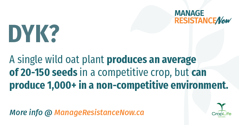 protectyourland's tweet photo. Don't let #WildOats become a problem on your farm. #ManageResistanceNow with this new resource: https://t.co/hob0XfGnh5 

Thanks to @RWildOat for all the great agronomic info. 

#CdnAg #ResistantWeeds @canolacouncil @mb_cropalliance @SaskWheat @OatGrowers