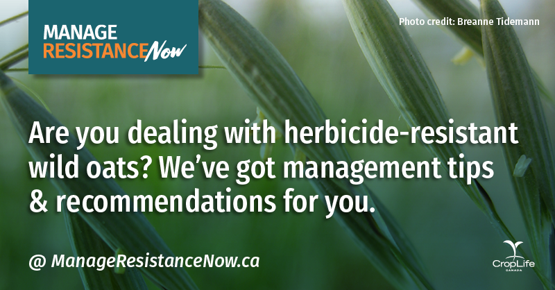 protectyourland's tweet photo. #HerbicideResistant wild oats are a serious problem and resistance is on the rise in Canada. 

Find #ResistantWeeds tips here: https://t.co/hob0XfGnh5 

#CdnAg  @canolacouncil @mb_cropalliance @SaskWheat @OatGrowers