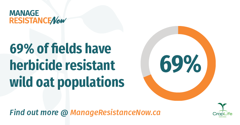 protectyourland's tweet photo. Do you know how to identify #WildOats in your field? 

Check out our new resource for scouting and #ResistantWeeds management tips: https://t.co/hob0Xfoe2X 

#CdnAg @canolacouncil @mb_cropalliance @SaskWheat @OatGrowers