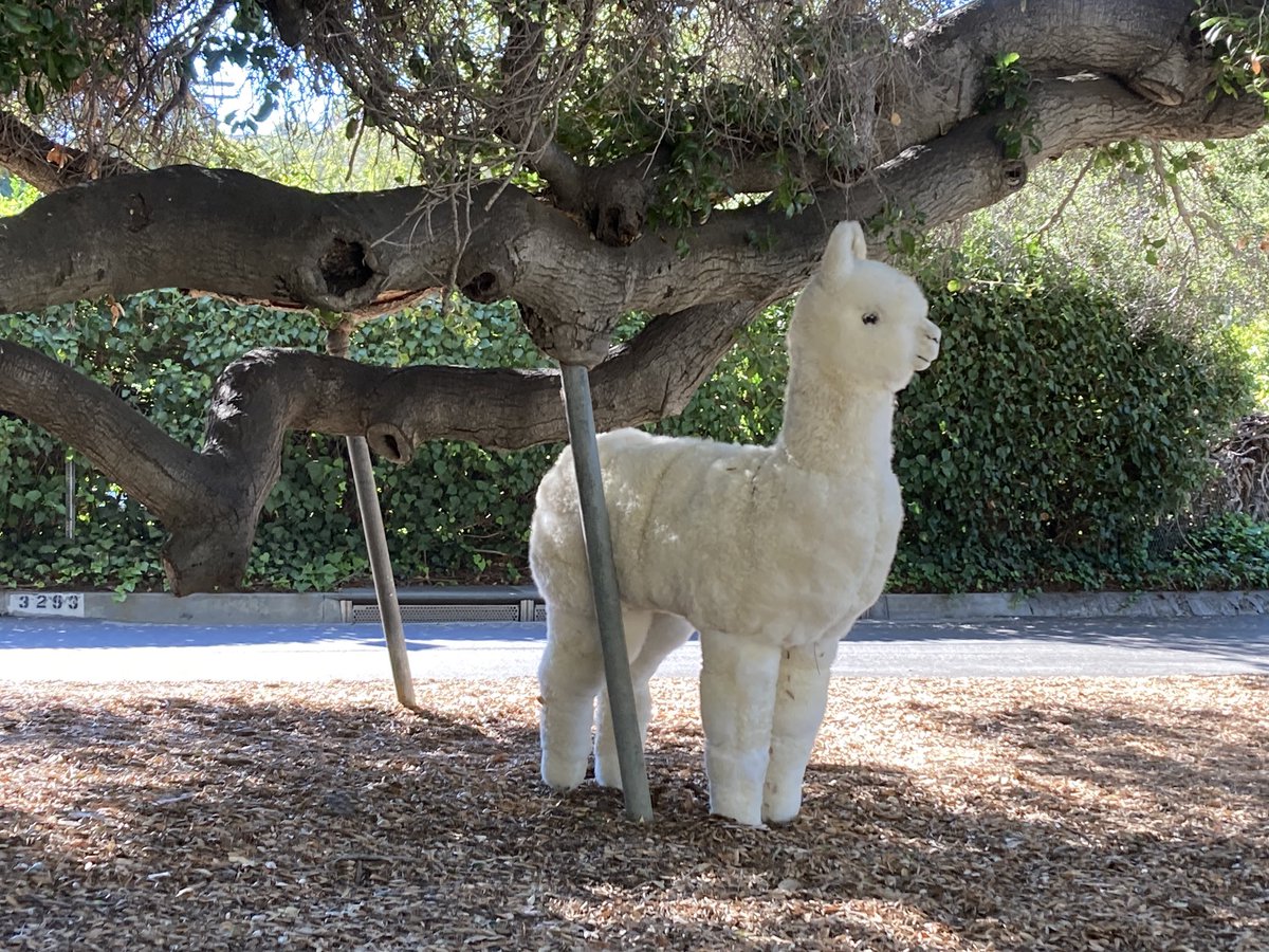 frymancanyon's tweet photo. A rare sighting of the elusive Fryman Canyon Llama!  #frymancanyon https://t.co/NSgrwc0loK