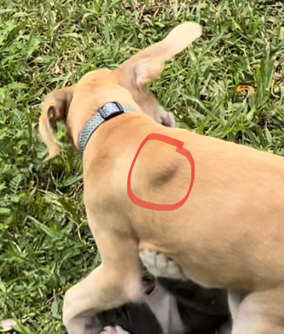 Even after such a thrilling fight between Sprinkles and Penny, the Fight of the Night actually goes to Penny’s Microchip. No infection or cause for concern, her body simply was a little surprised to find it there suddenly. It will go down here soon. #noworries #behappy