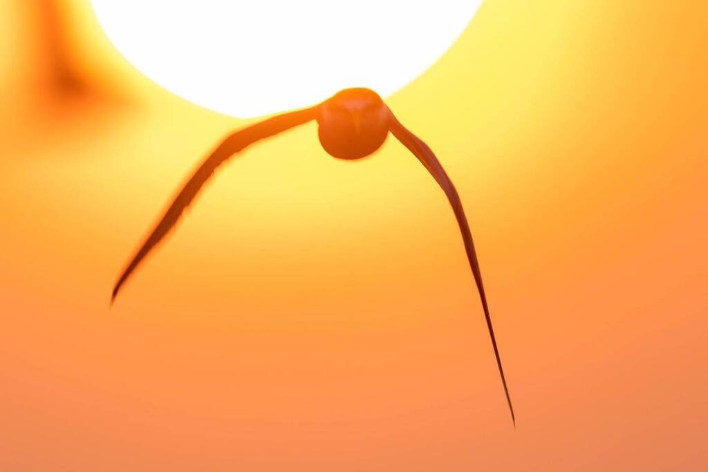 rinamiele's tweet photo. The Heat
#least #leasttern #tern #wildlife #shorebirds #nature #shore #bird #birdphotography #birdphoto #sharetheshore #sunrise #longisland #beach #summer #canon #R5 #ternlovers #shorebirds_habitat #sun https://t.co/4niIgUp8D1 https://t.co/gedUflx2iJ