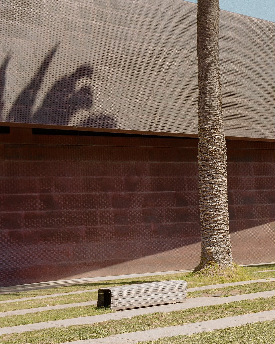 EdgewoodEdition's tweet photo. Palm shadows https://t.co/C866nQKiSh
