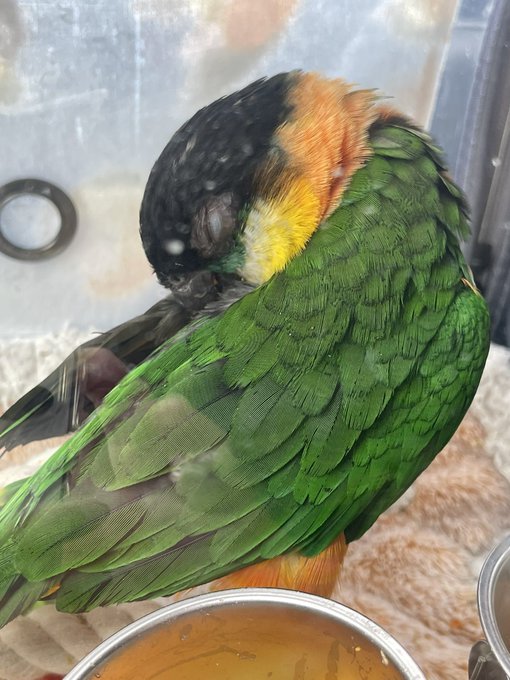 ズグロシロハラインコの特徴とは 必要なものや飼育方法も紹介 鳥の種類について知りたいならあにまろ る