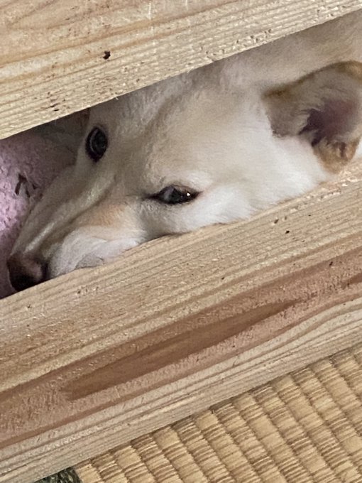 顔がメリコンドル 