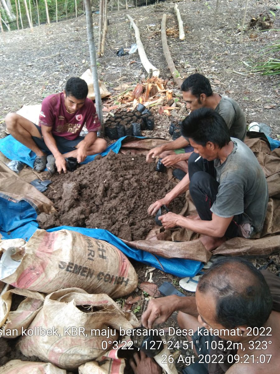 AkeMalamo's tweet photo. rogres Kegiatan Kebun Bibit Rakyat (KBR) Kelompok Tani Hutan Maju Bersama Desa Karamat Kecamatan Kayoa Kabupaten Halmahera Selatan. Pengisian Polybag dan Penyemaian Biji Durian dan Pala.

#kbr
#ditjenpdasrh
#klhk https://t.co/r76Zb63Tvj