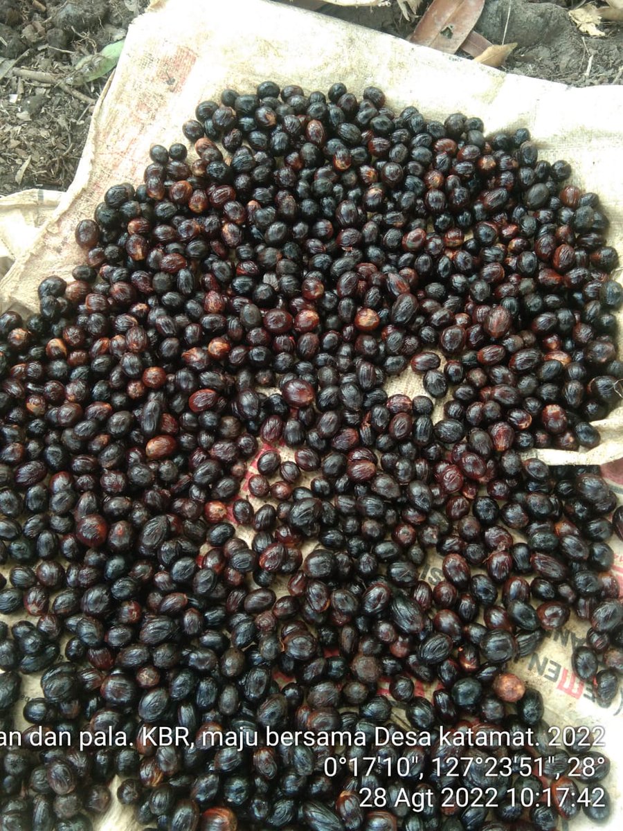 AkeMalamo's tweet photo. rogres Kegiatan Kebun Bibit Rakyat (KBR) Kelompok Tani Hutan Maju Bersama Desa Karamat Kecamatan Kayoa Kabupaten Halmahera Selatan. Pengisian Polybag dan Penyemaian Biji Durian dan Pala.

#kbr
#ditjenpdasrh
#klhk https://t.co/r76Zb63Tvj
