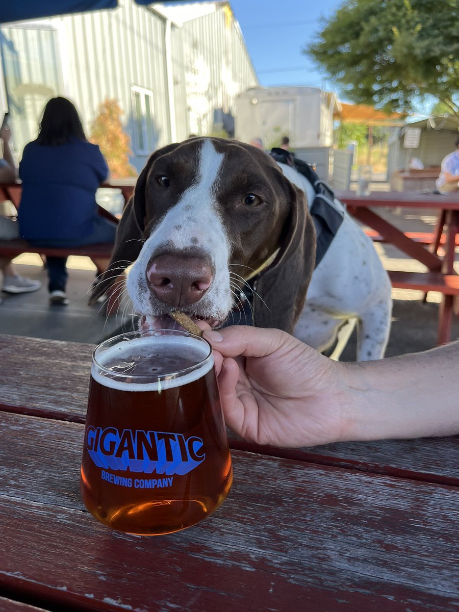 brianwindheim's tweet photo. #beerdog https://t.co/vpVkNtaouQ