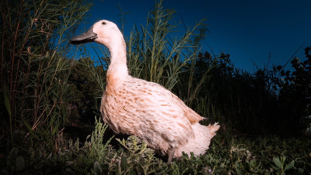 DuckFoodBot's tweet photo. hello friend 👋 i’m not far from the pond where you can send me a snack 

(retweet to send noms to the ducks https://t.co/bCx4zPvQWf) https://t.co/x7NrwvIz8e