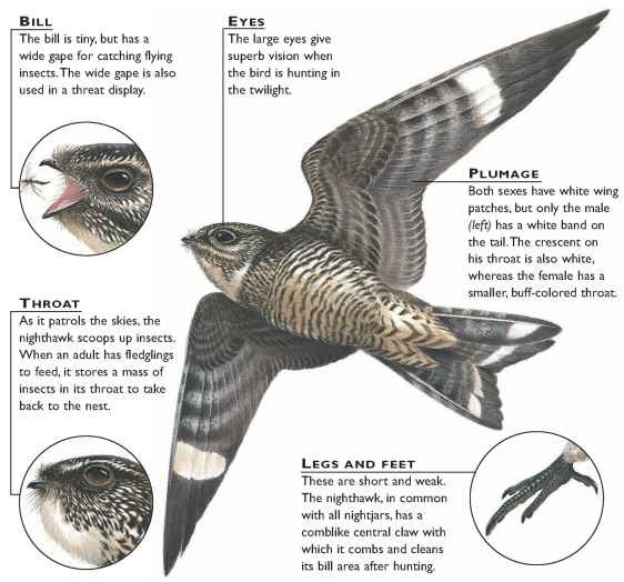Brooklyn Bird Club (@bklynbirdclub) on Twitter photo Pop-up Nighthawk watch, Wednesday, August 31, 7PM Join Karen Ohearn for a Pop-up Nighthawk watch, Wednesday, August 31, 7PM in the Nethermead, Prospect Park. Winds are favorable! Bring snacks and blanket! Pop-up Nighthawk watch, Wednesday, August 31, 7PM Join Karen Ohearn for a Pop-up Nighthawk watch, Wednesday, August 31, 7PM in the Nethermead, Prospect Park. Winds are favorable! Bring snacks and blanket!