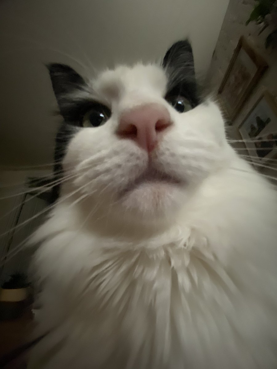 Pet photos in 0.5 camera will never not be funny!!!