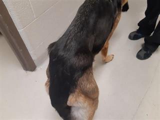 PetfindToronto's tweet photo. #BROWNSLINE #HWY427Pls RT2unite #FOUND #DOG- 8-26 #Toronto Animal Services A928013 #WEST 416-338-6271 BLACK #GERMSHEPHERD F/5Yr https://t.co/VrZegMzc5Y
