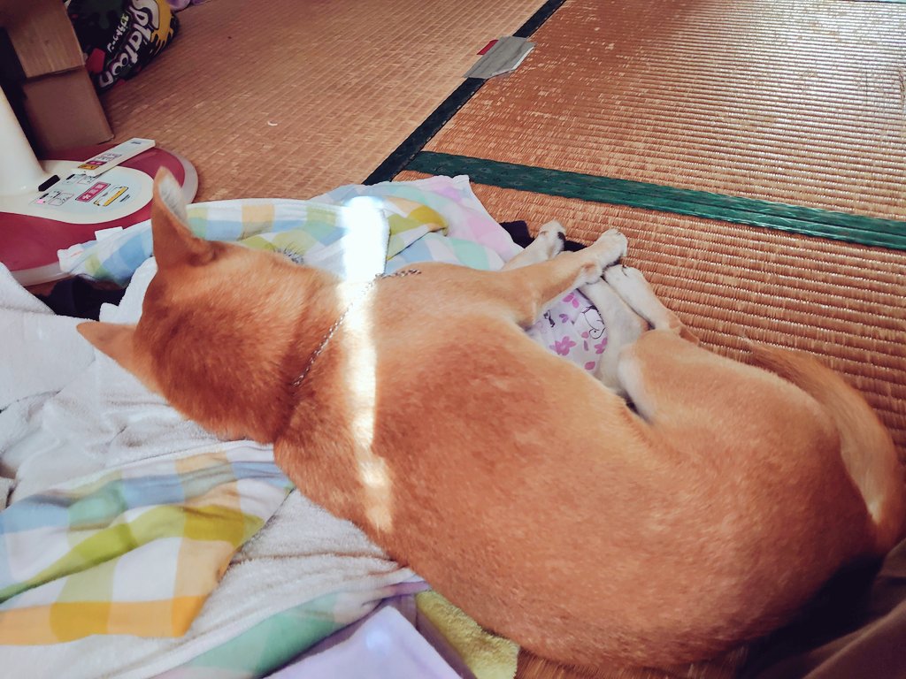 akira_no_mama's tweet photo. 殺伐とした日常 https://t.co/1YWz2Erdog