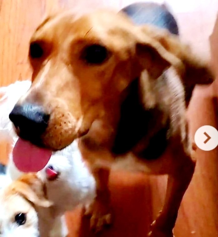 dogs_nc's tweet photo. Frankie who was so badly abused his spine is curved had a landmark day . See his video! #hounddog #rescuedog #fosterdog #fosterdogs #fosterdogsofinstagram #fosterdogmom #rescueismyfavoritebreed join our foster family https://t.co/Qh5dkb8qx4
View 1 comment https://t.co/IOlFM6dgIi