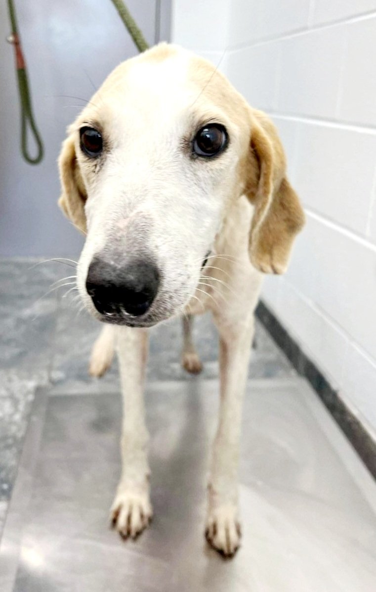 dogs_nc's tweet photo. https://t.co/ipcZKJ7RMu Urgent foster or adopter , lovely emaciated Ivory kill date August 30 at rural shelter . Gentle, age one , apply fast https://t.co/WfJtrxvwaf Chose which form we transport #hounddog #walkerhound #rescuedog #rescuedogsofinstagram #fosterdogs https://t.co/QVTgYluhHH