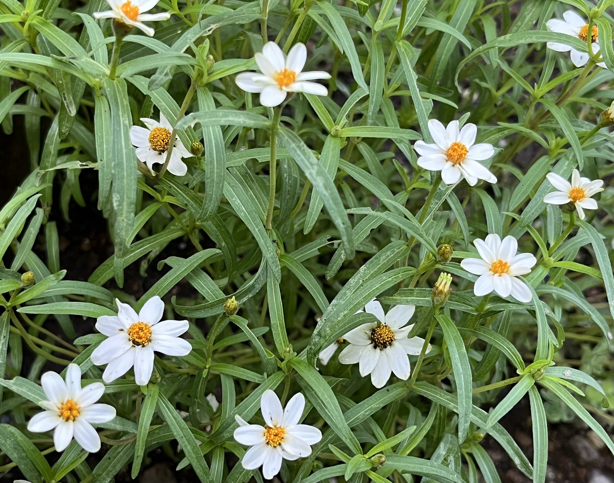 Yumi Hase こぼれ種で毎年出てきますが 今年は少ないです 白と黄色があるけど 今年は白い方が元気に咲いてます ゚ 可愛い小さな花が好き ジニア リネアリス ガーデニング T Co 6z05mxr9xz Twitter Yumi Hase こぼれ種で毎年出てきますが 今年は少ないです 白と黄色があるけど 今年は白い方が元気に咲いてます ゚ 可愛い小さな花が好き ジニア リネアリス ガーデニング T Co 6z05mxr9xz Twitter