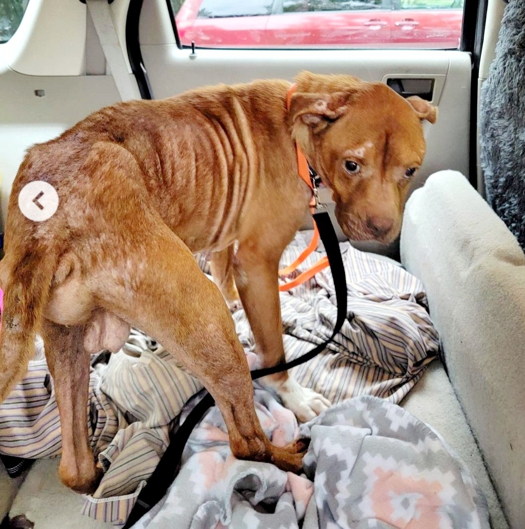dogs_nc's tweet photo. We thought Dale was a hospice case. But a week into fostering he shows vast improvement, even his blood work is better. Please join our foster family https://t.co/Qh5dkb8qx4 we transport #fosterdog #fosterdogs #fosterdogsofinstagram #fosterdogsrule https://t.co/hSS8kWDq4P