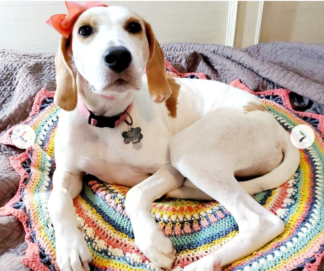 dogs_nc's tweet photo. Gentle Kendra was emaciated when rescued. Now healthy and ready for a home #hounds #walkerhound #ilovemydog #houndlovers #hounddog #rescuedog #rescuedogsofinstagram See https://t.co/Qh5dkb8qx4 https://t.co/k1FBHOe32j