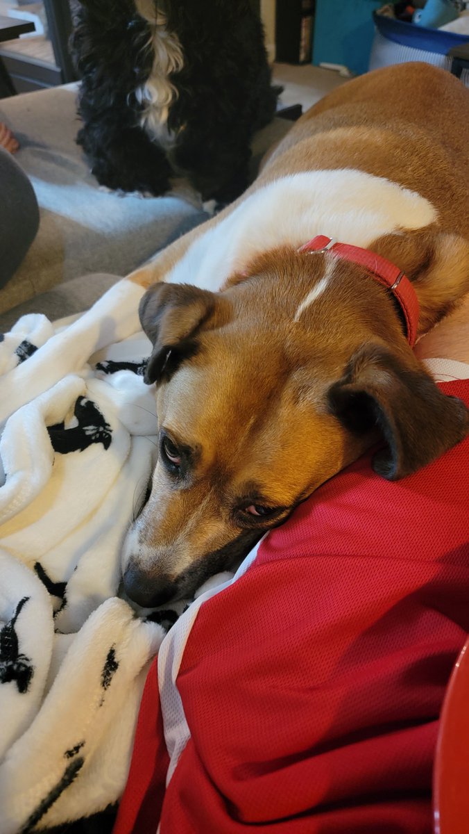 KrimsonRogue's tweet photo. I spent 14 hours driving to/from and competing in a race today.
I think someone missed me.
#EverythingHurts
#IHateBurpees
#SpartanRace
#Puppy
@Hafatam1 https://t.co/k9YUt3Pnih
