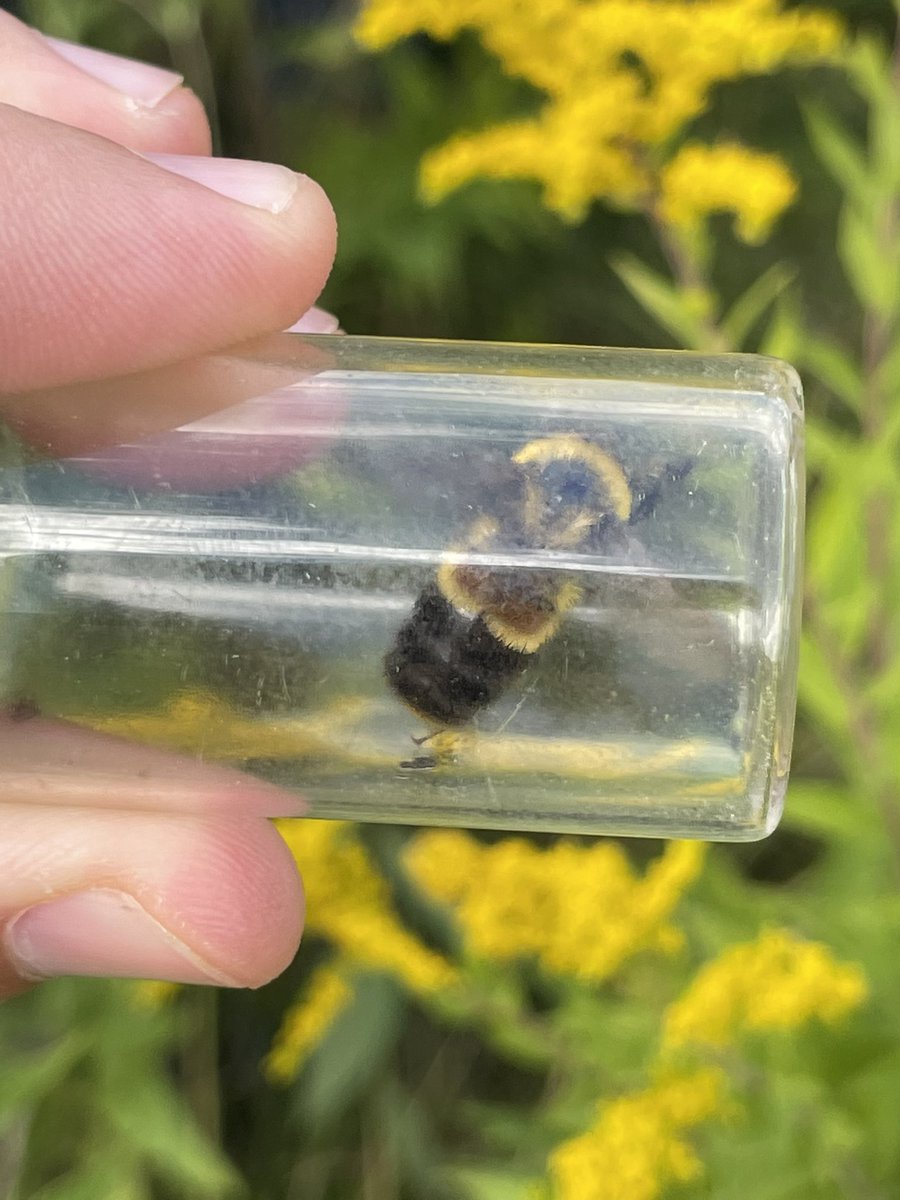 iowadare's tweet photo. .@UpperIowa hosted a workshop put on by @USFWS @iowadnr and @IowaNRCS about #rustypatchedbumblebee ID, phenology, &amp; habitat. Ended up with 6 Bombus spp including fed endangered RPBB! UIU’s restored prairies are doing what they’re supposed to! https://t.co/0nOhBpd78y