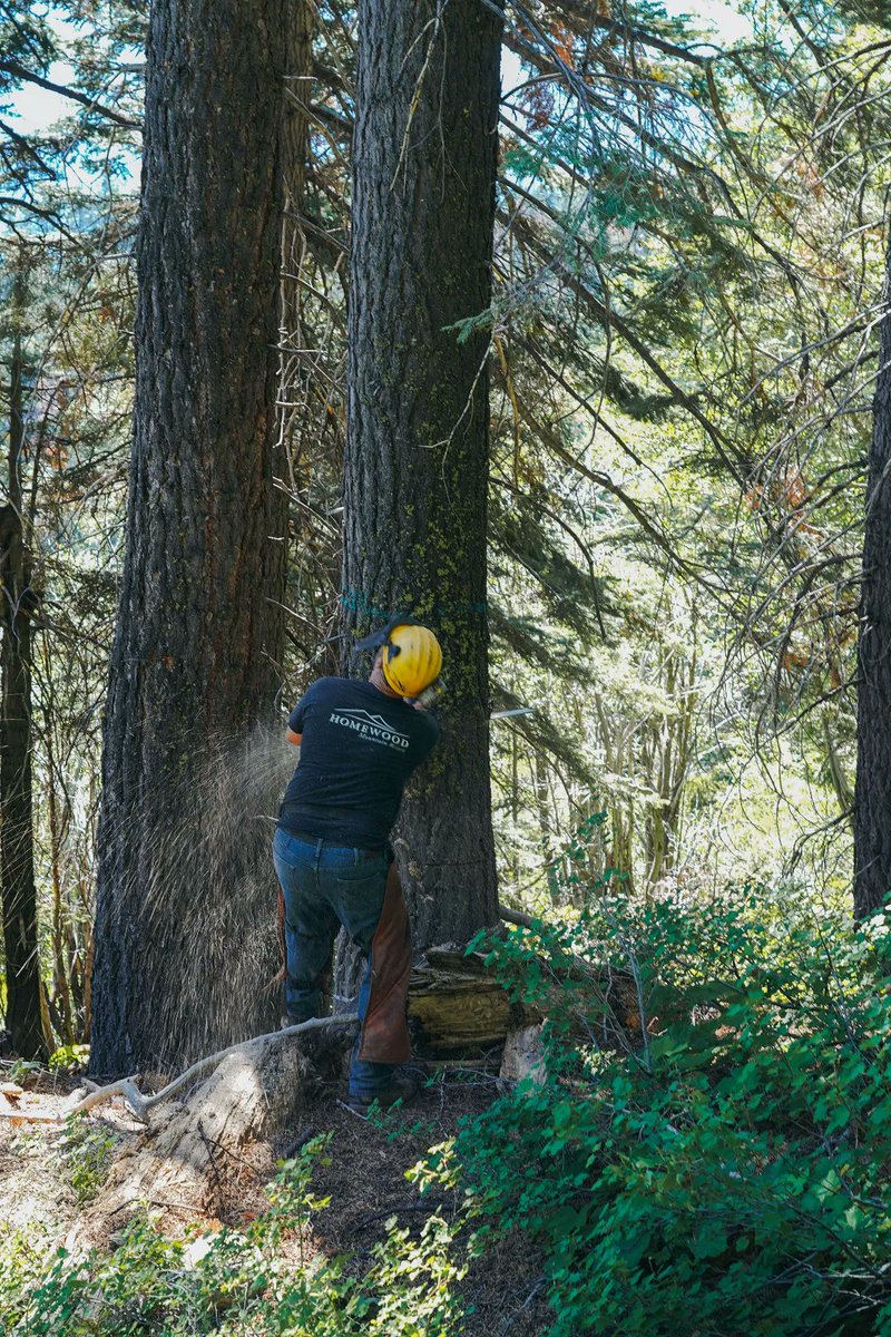 Our crews have been hard at work completing forest thinning projects across the mountain. While these projects are primarily focused on encouraging healthy forests and decreasing fire danger, they're also opening up some fun new tree skiing to be explored next winter!