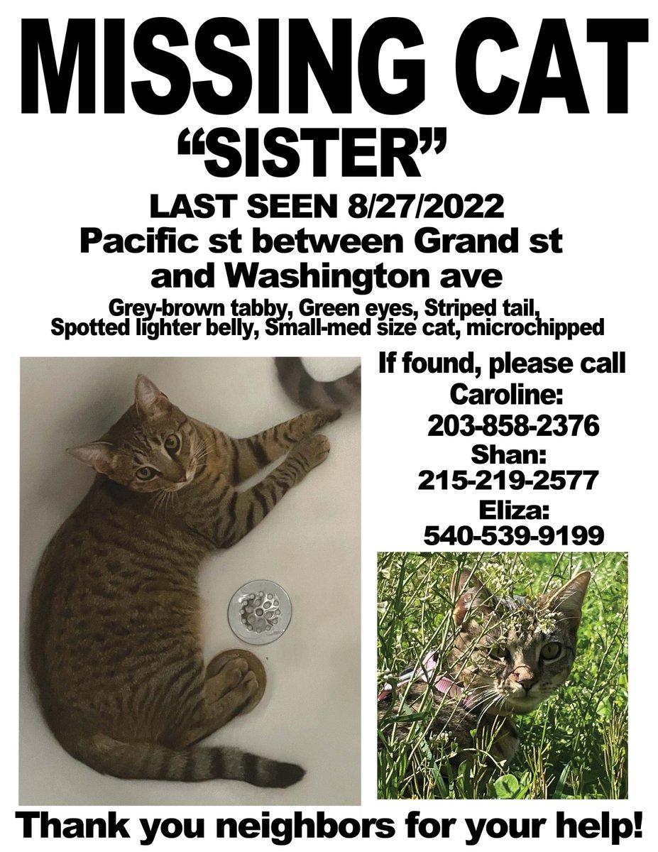 Sister, beloved cat of <a href="/williambanks_/">William Banks</a> and me, got out on the streets of Brooklyn! Last spotted on the balcony at 5.45 am by a neighbor at 957 Pacific Street, so it seems she was headed towards Grand St. Crown Heights/Prospect heights neighbors please keep an eye out 💞