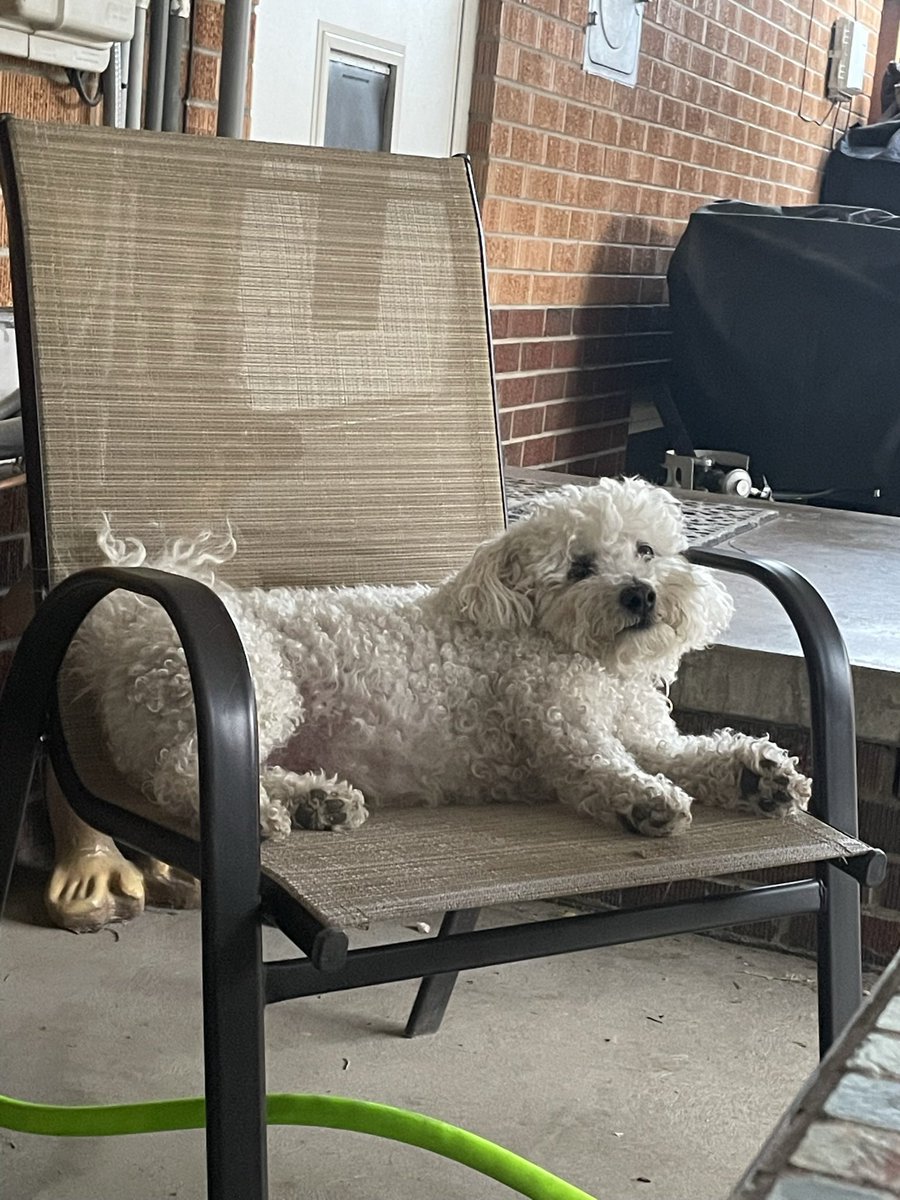 we_weigh's tweet photo. 19 pounds. Thank you to @ky___intense for writing in this dog for us to weigh! https://t.co/zZxmY6reYC